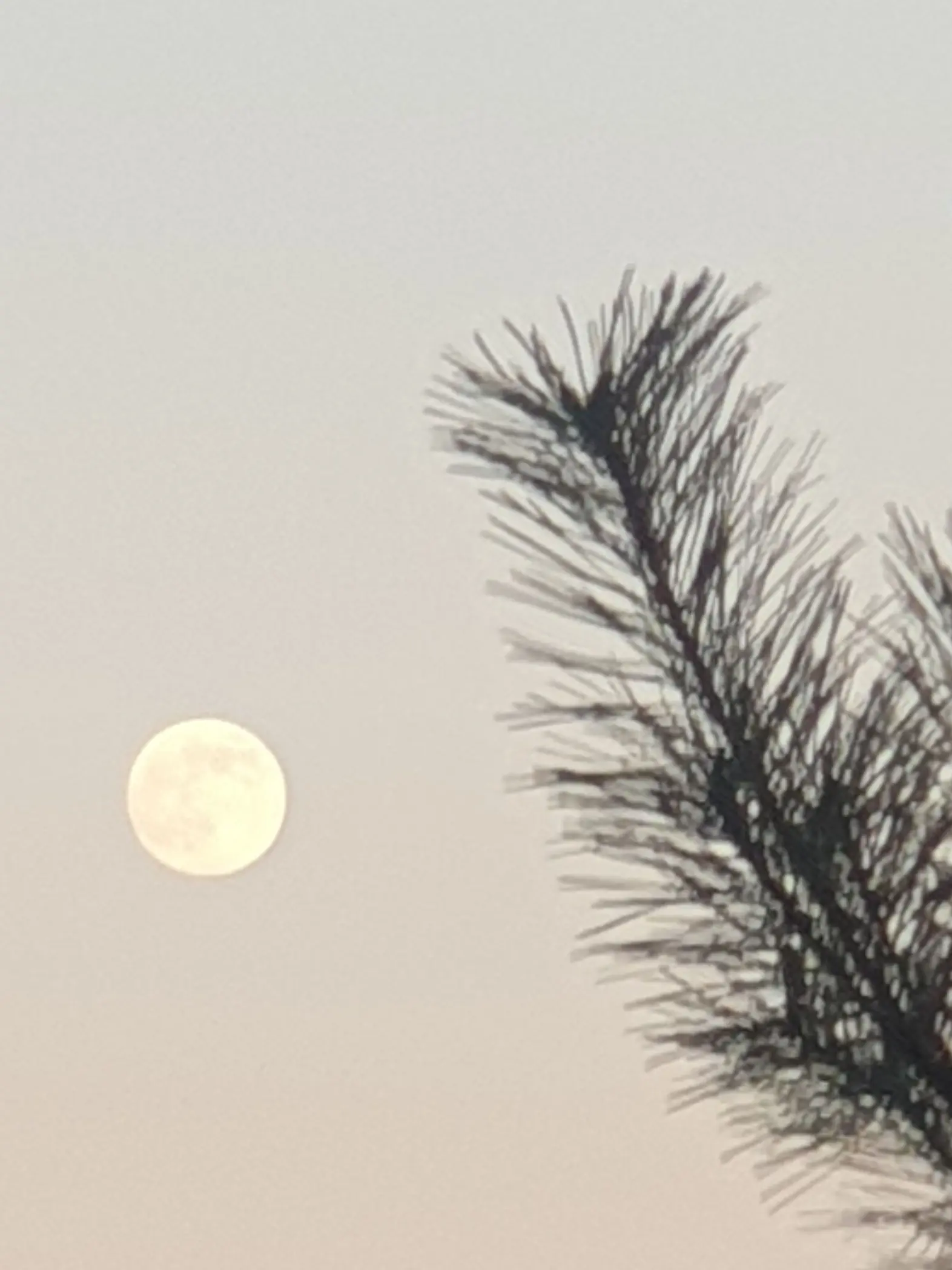 PrimLabel7162의 로판에 떨어진 리레