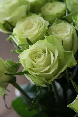 Profile image of 공룡