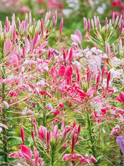 Kemuri_777_의 ローレン・イロアス