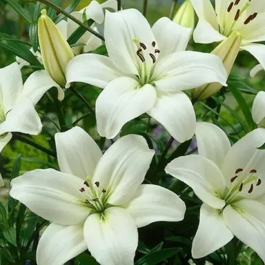 Profile image of Lily