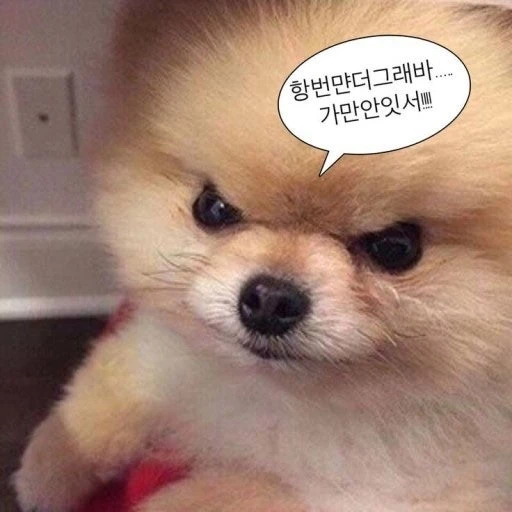 벨키
