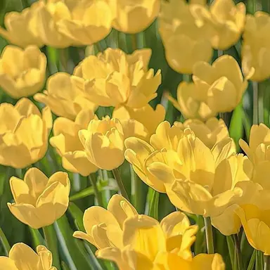 Profile image of 각별