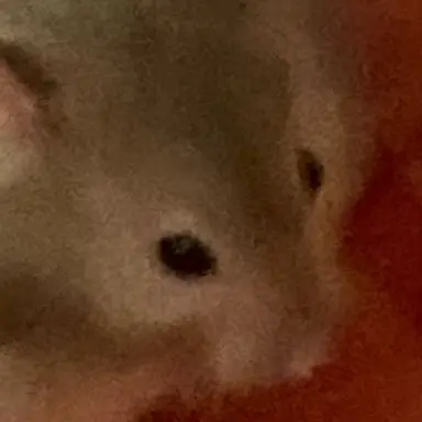 Profile image of 社会