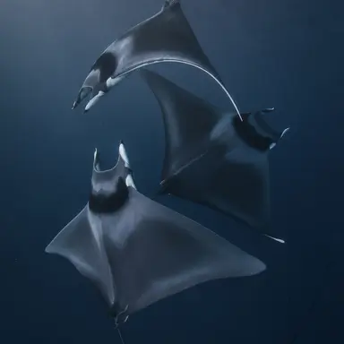 Profile image of 이동주