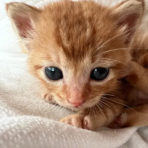 Naon6461의 새끼 고양이 마리