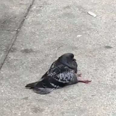 Profile image of Pigeon