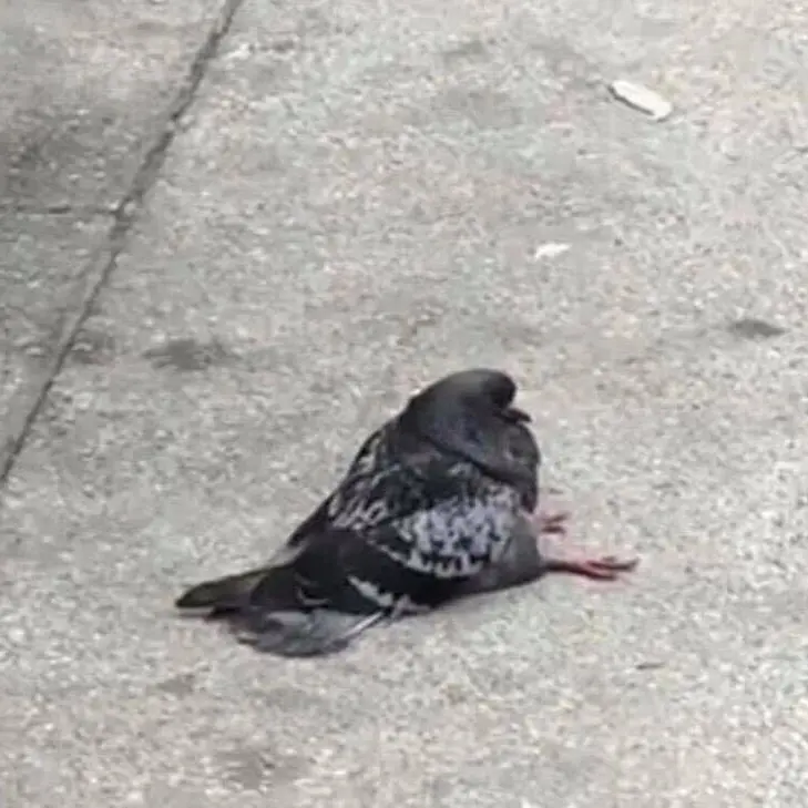 Xoxo_pigeon1_xoxo의 Pigeon