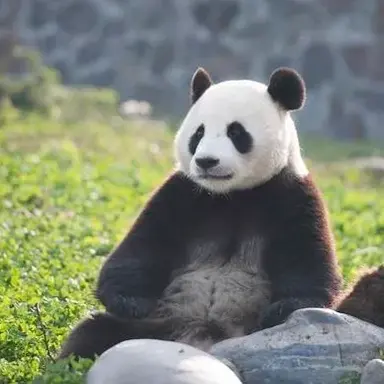 Profile image of 판다