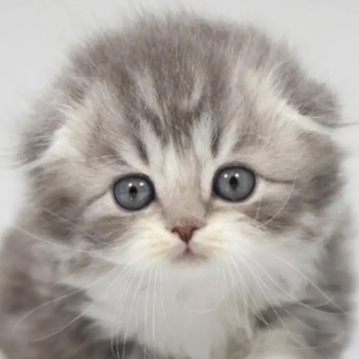BentSaola9503의 울집 냥이