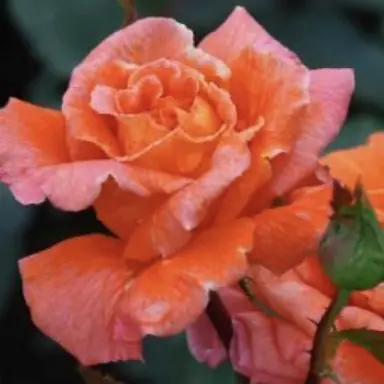 Profile image of アーサー