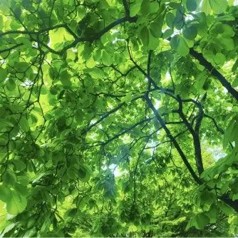 Profile image of 공룡