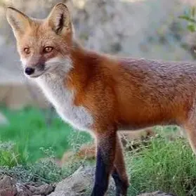 Profile image of 백여우