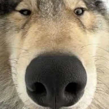 Profile image of 늑대