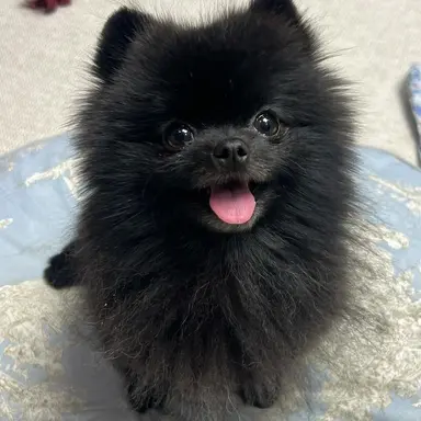 Profile image of 타미