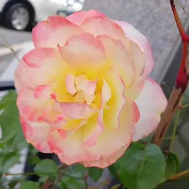 Profile image of 비스트 쿠키들