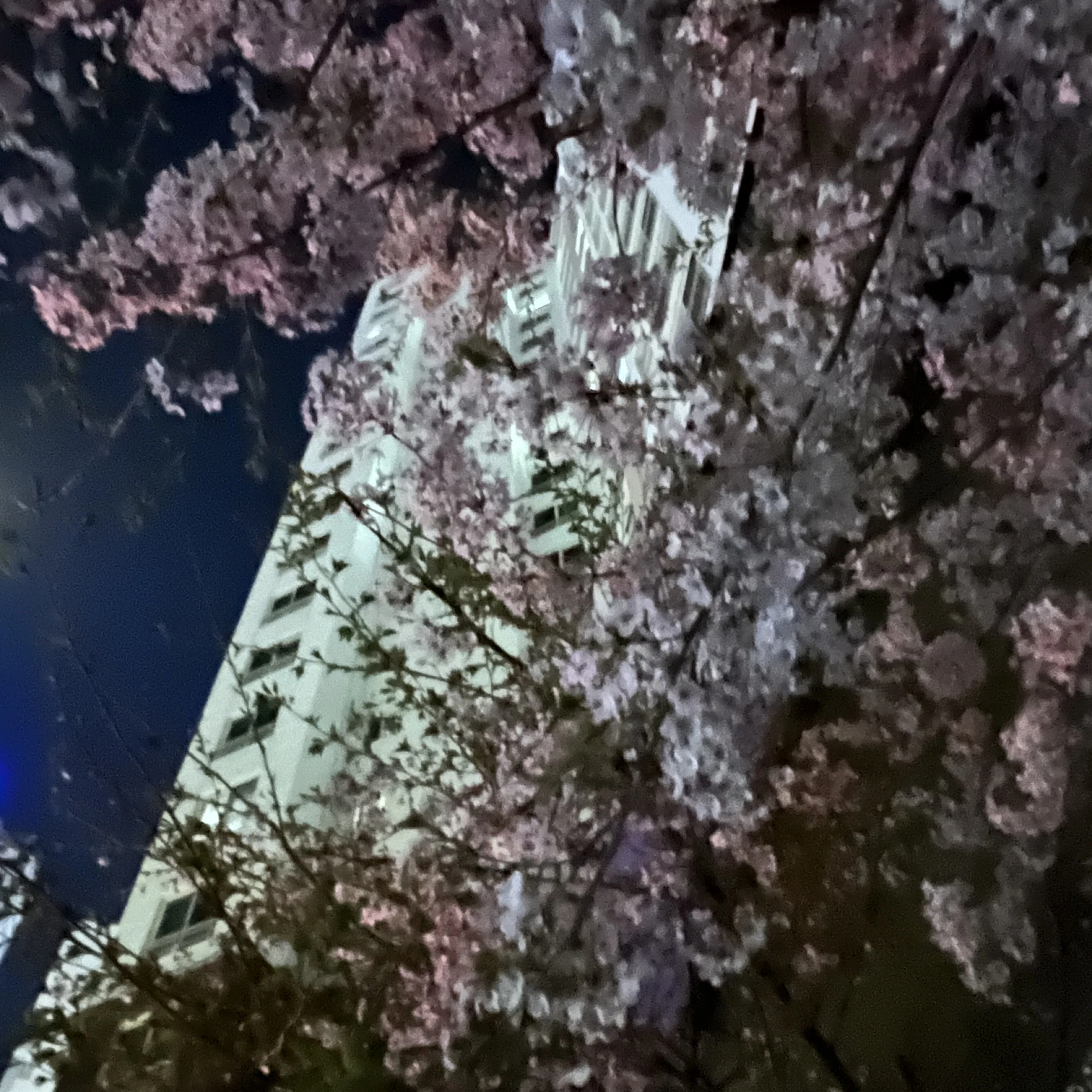 정리안