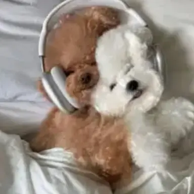 Profile image of 잠경위