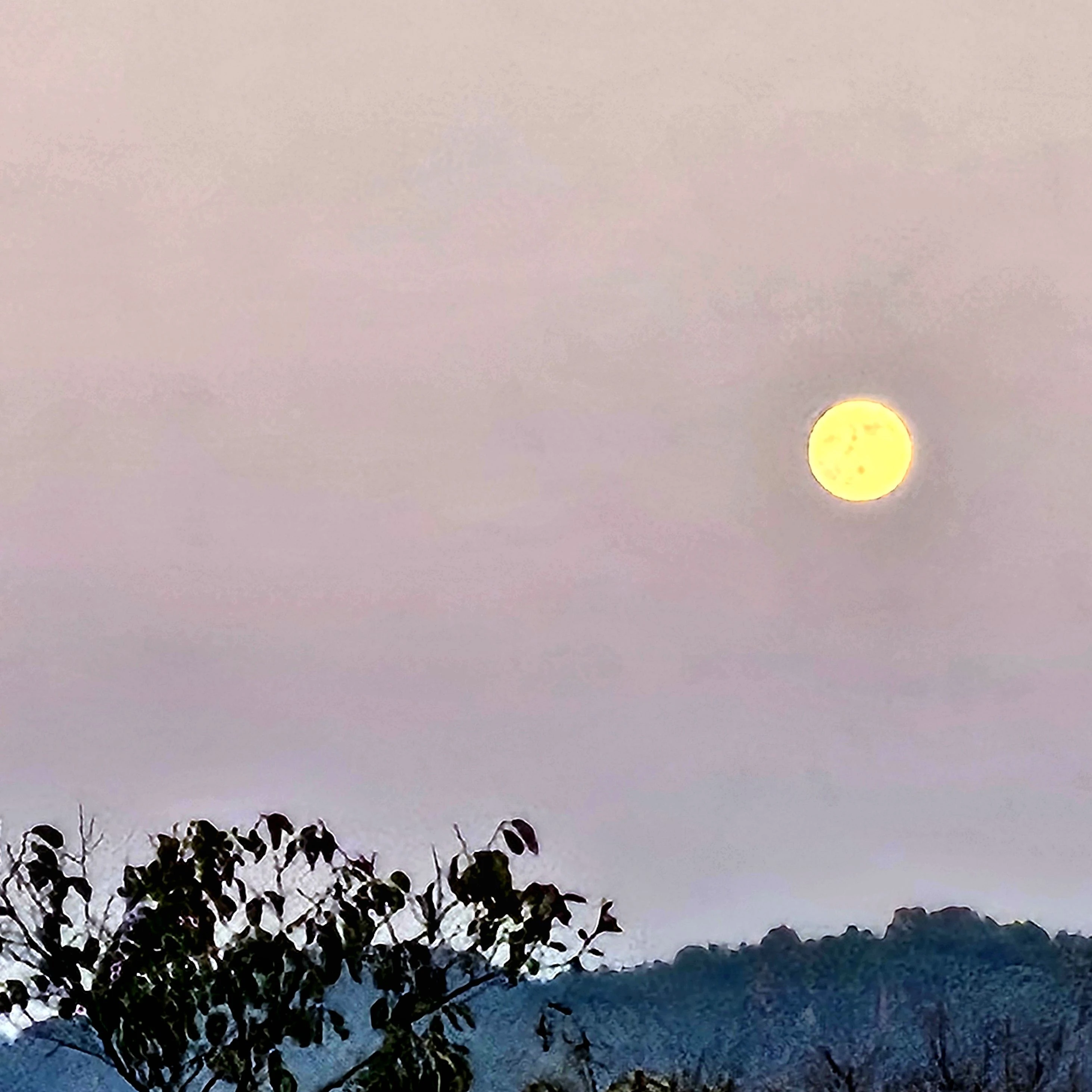 보넥도 호감도올리기