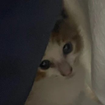 덕개