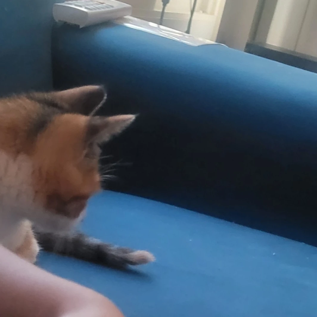 공룡