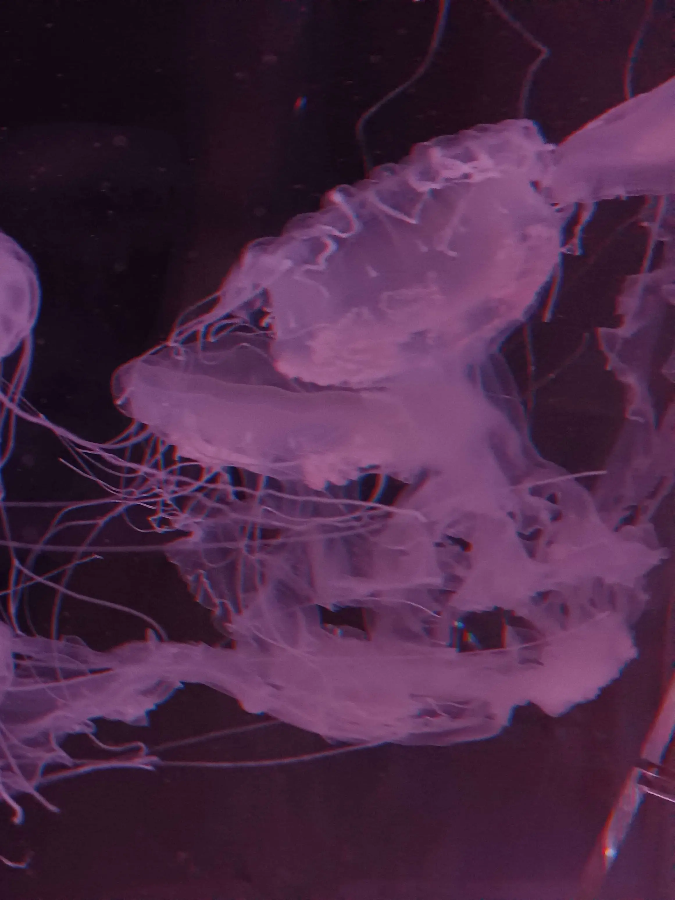 FruityRaw7985의 新しい仲間