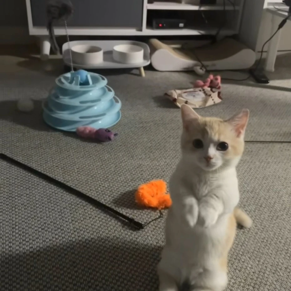 아깽이