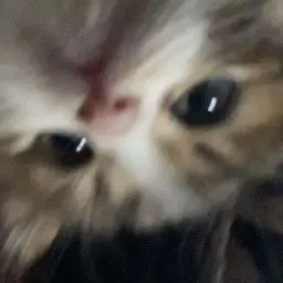 Profile image of K