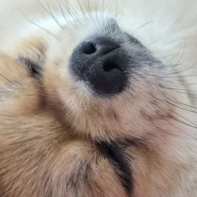 Profile image of 코쿠시보