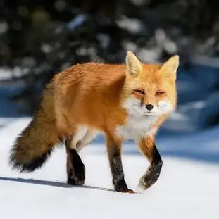 Profile image of 여우