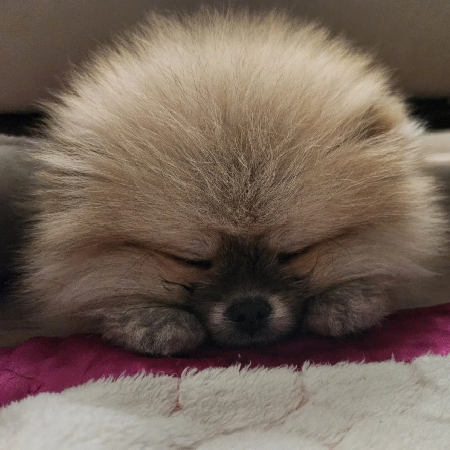 군밤