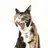 마초