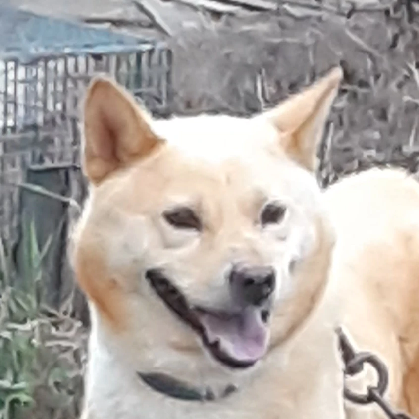 마들렌맛쿠키