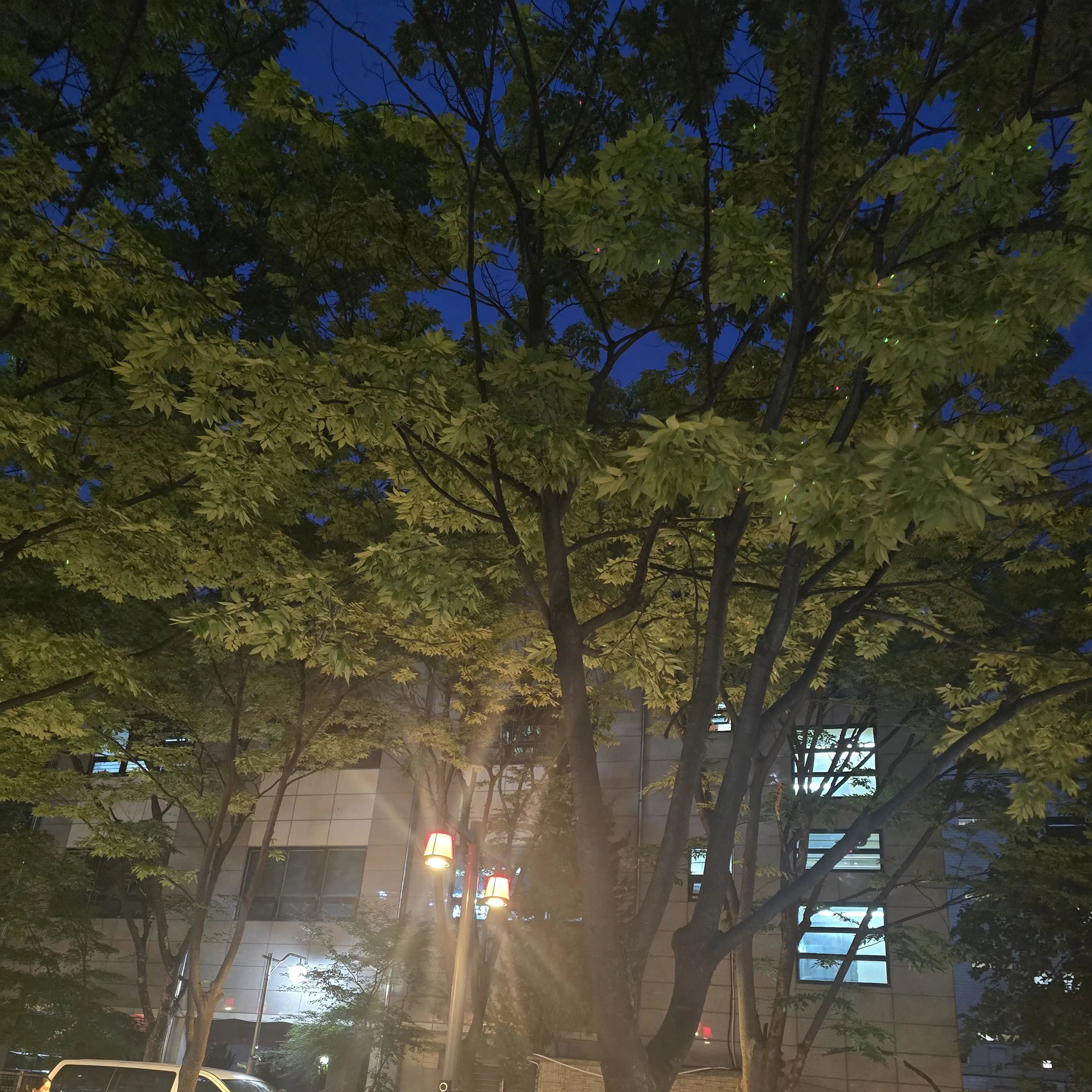 FlatTulip3626의 샤피라
