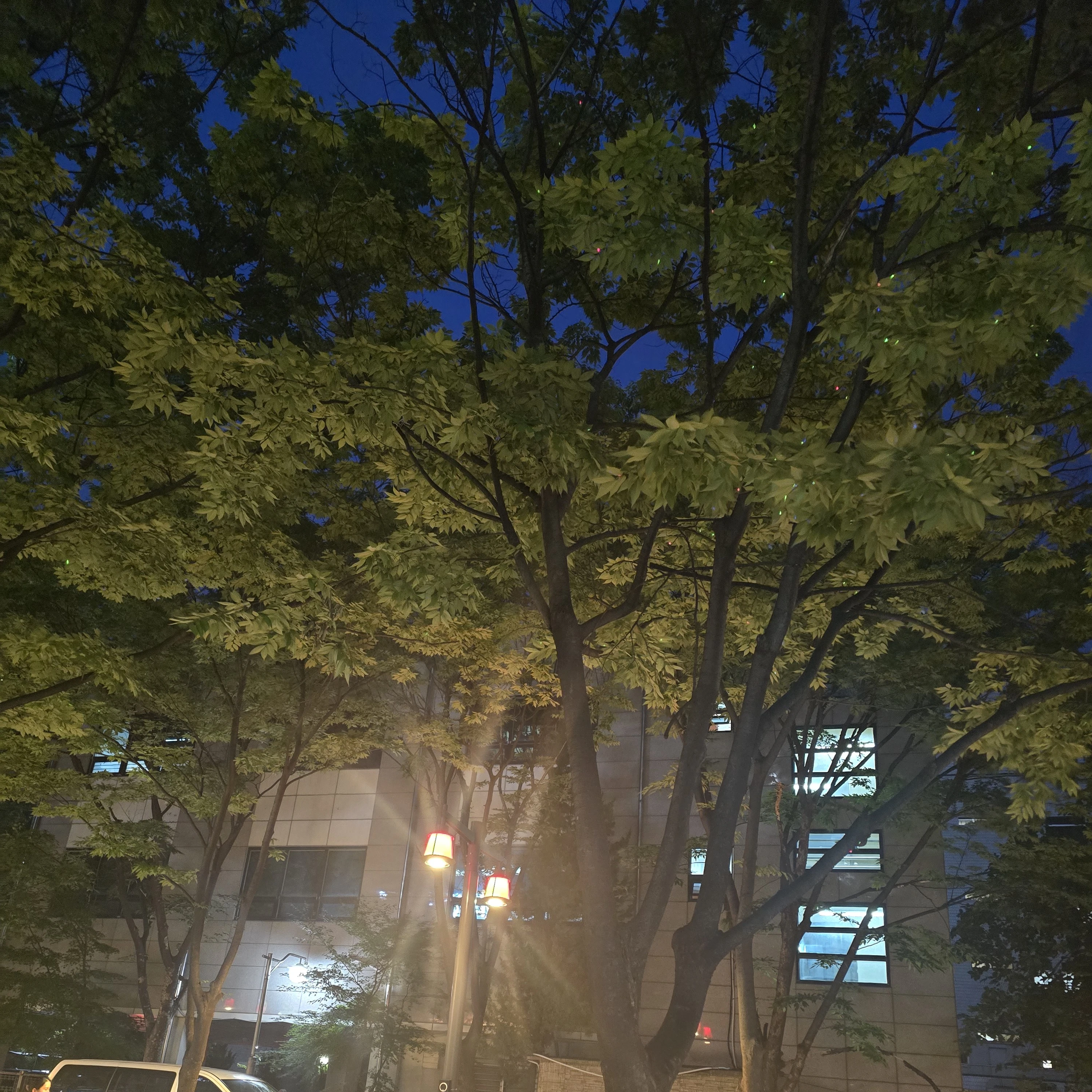샤피라