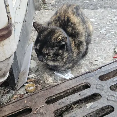 Profile image of 우동사리