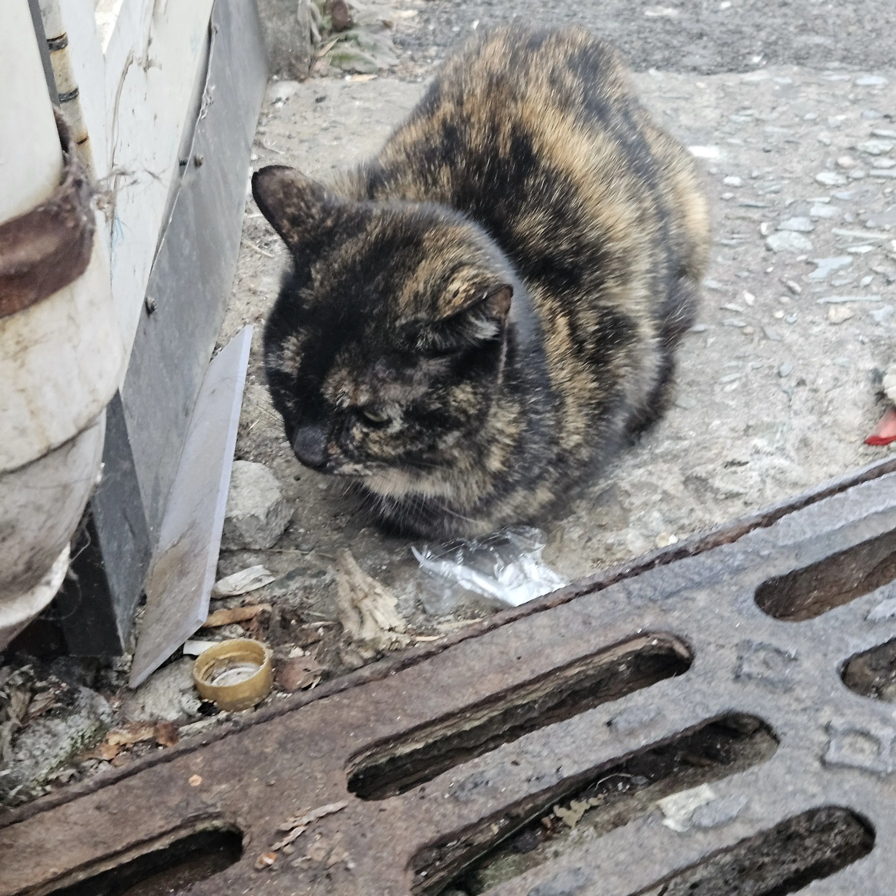 NiceFlake8686의 우동사리v2