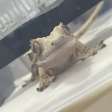 Profile image of 싸이코드 유치원