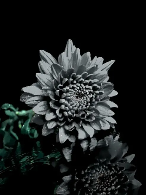 SolemnRaw9880의 ドライフラワーの後日談