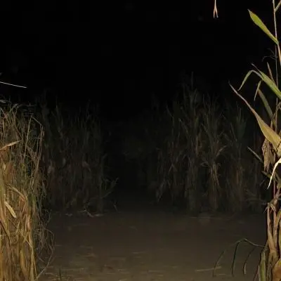 sa1ki_0816의 옥수수 밭에서 두근두근..♡