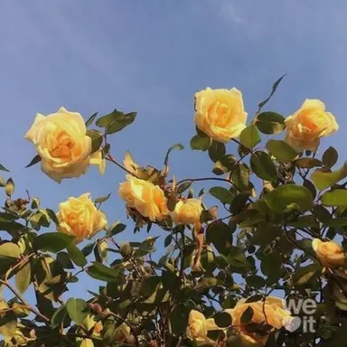 Profile image of 각별