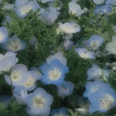 Profile image of 공룡