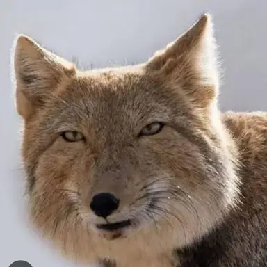 Profile image of 여우