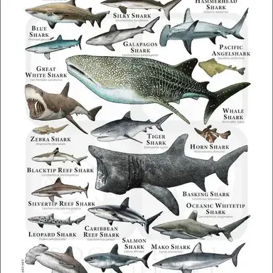 Profile image of 상어들