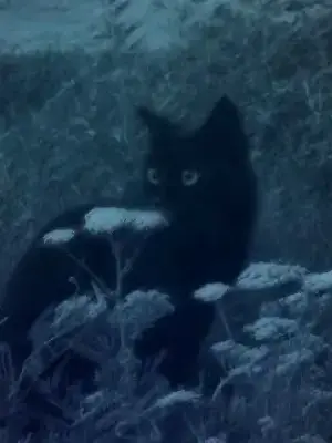 Ao.__.ao의 猫時々人間。