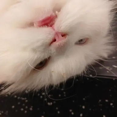 Profile image of 여우