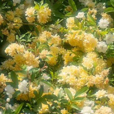 Profile image of 각별