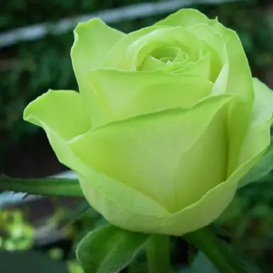 Profile image of 정공룡