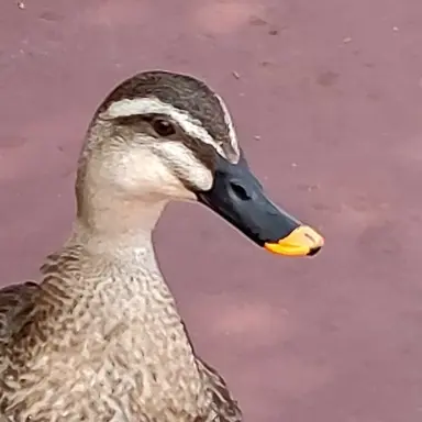 Profile image of イギリス