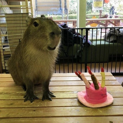 카피바라