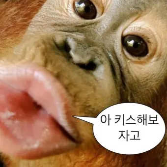 PointyBat0724의 오구랑이탄이ㅣㅣ